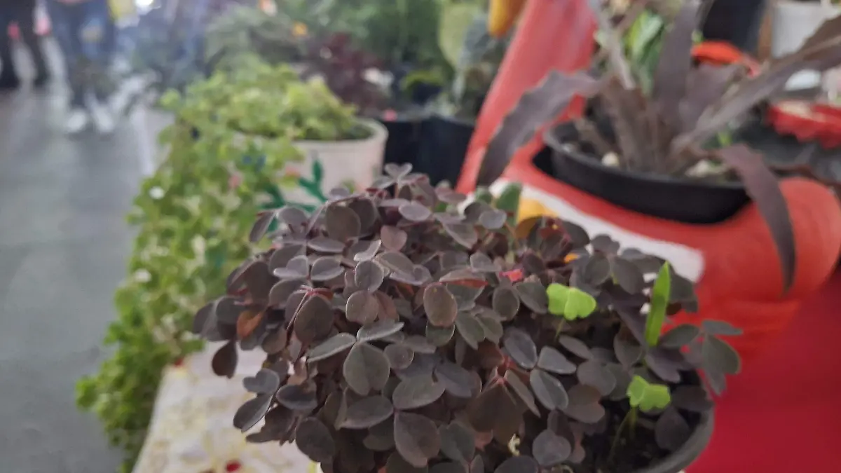 Plantas en feria "Mi Dulce Corazón"