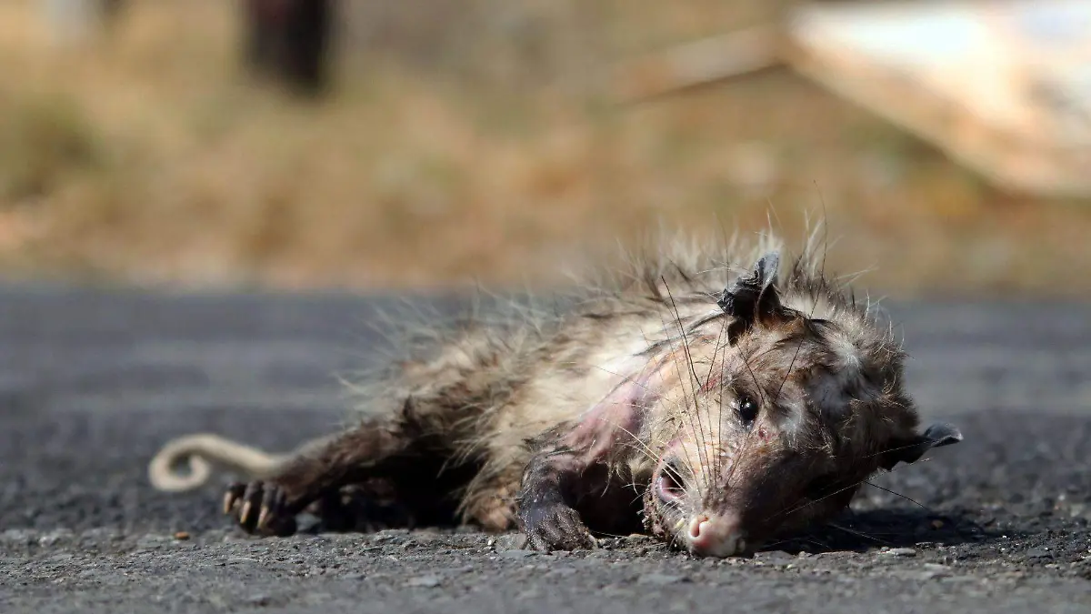 706345_Muerte Animal_web (1)