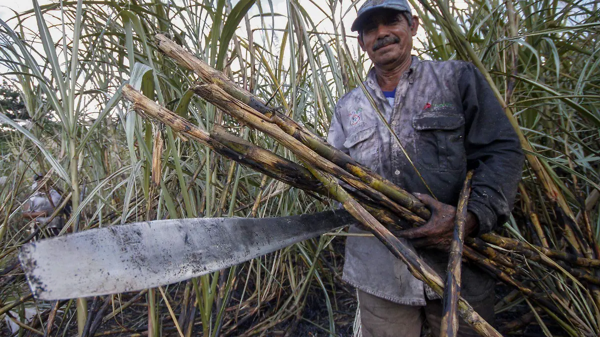 391985_Productores Cañeros Quintana Roo_web