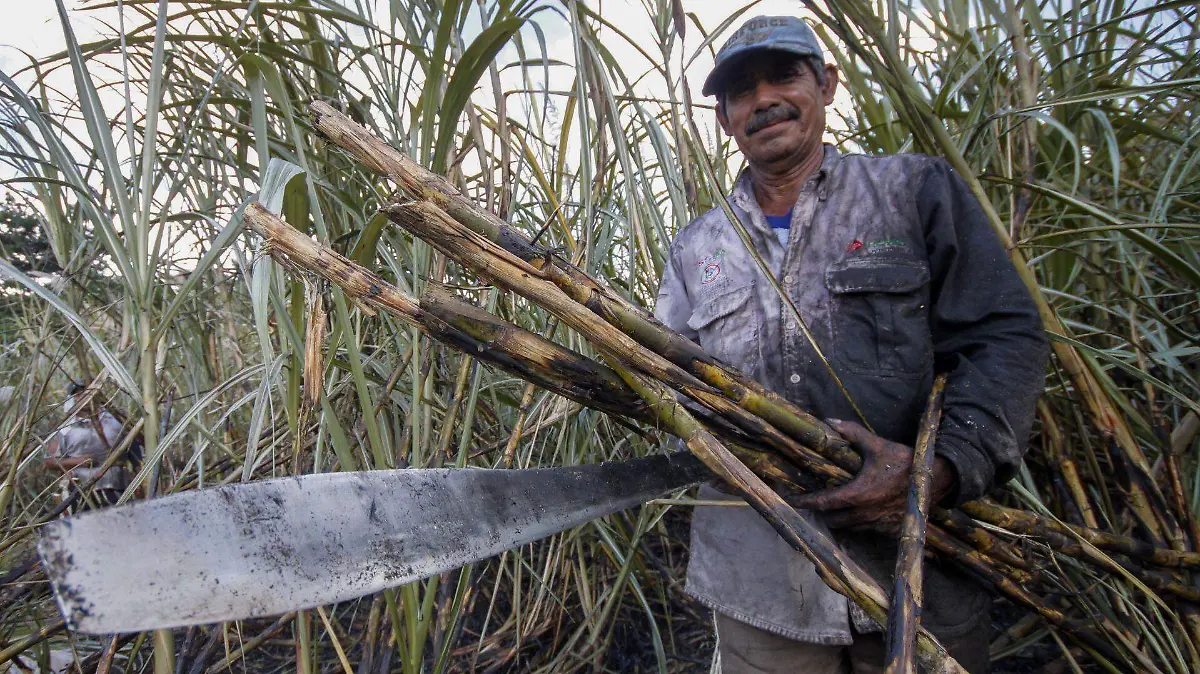 391985_Productores Cañeros Quintana Roo_web