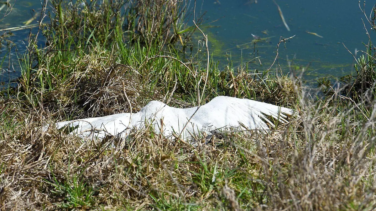956385_Muerte de patos y garzas bordo San Jerónimo Toluca_web