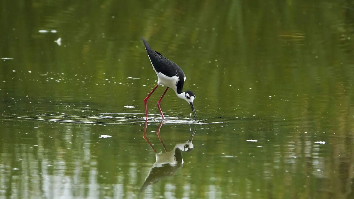 1031624_Aragón Aves Migratorias_web