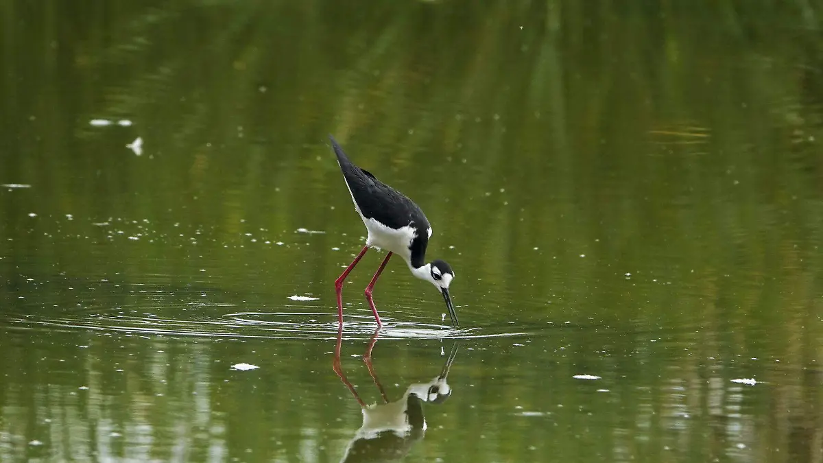1031624_Aragón Aves Migratorias_web