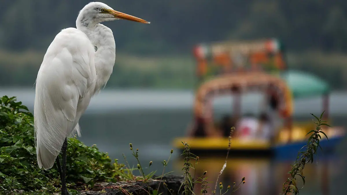 992144_Cotidiana pelicanos blancos Cuemanco_web