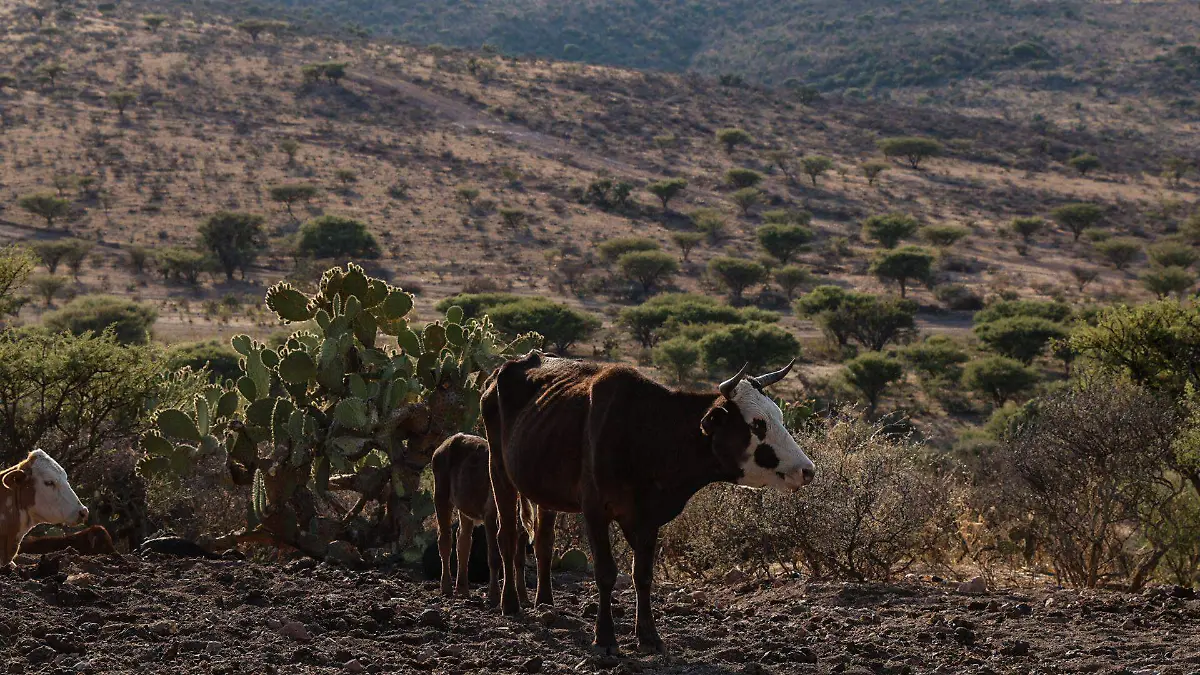1032560_Sequía Zacatecas_web