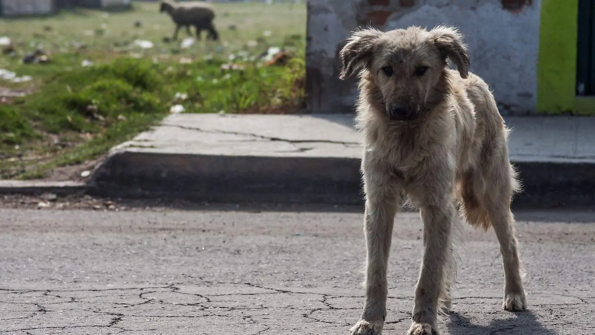 499084_Perros Callejeros_web