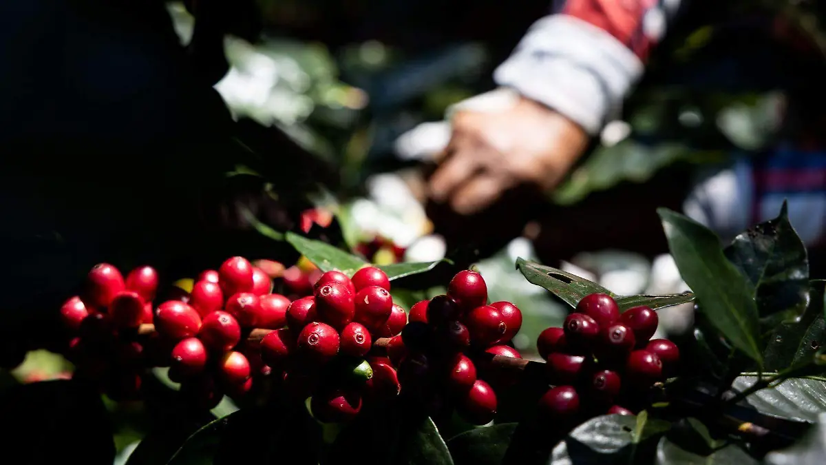 1066622_Corta y Secado Café Montaña Guerrero_web