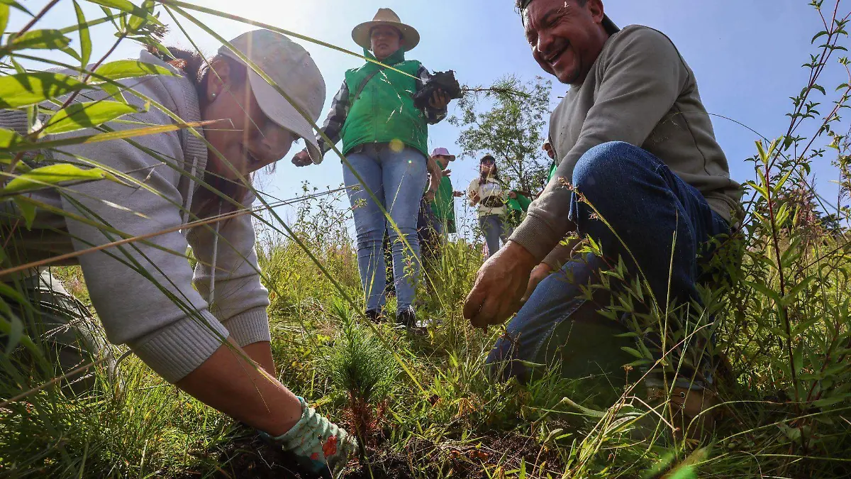 1046628_Reforestación Almoloya de Juárez_web