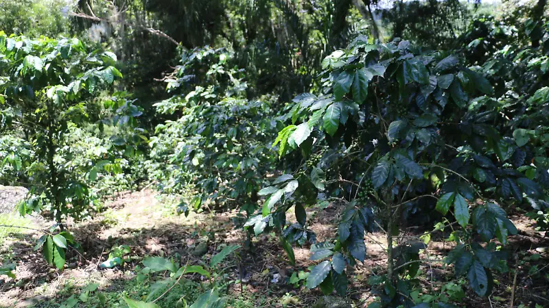 Roya afecta al cultivo del café