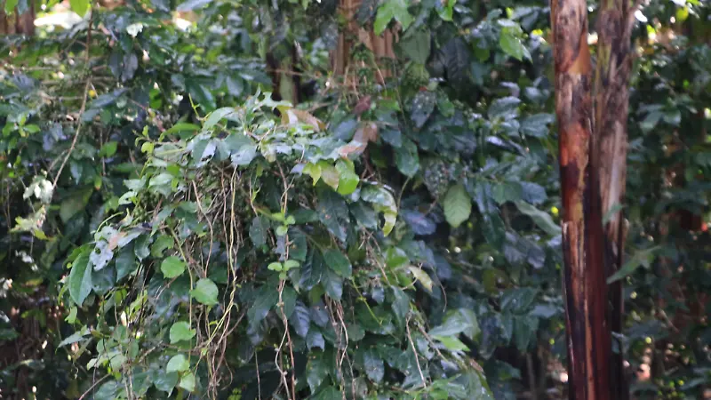 Roya afecta al cultivo del café