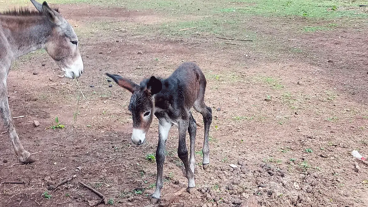 Burrito-del-África-Bio-Zoo