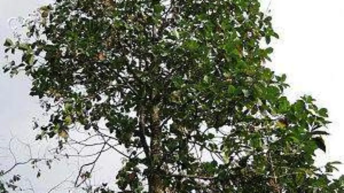 JF092 0164 Cinchona officinalis.jpg.nyfpmraCMk35ma9hIAfg0JtbmFja29CbnFuZ3NAbXJ6LGtwZwA.nazD1PbRd-