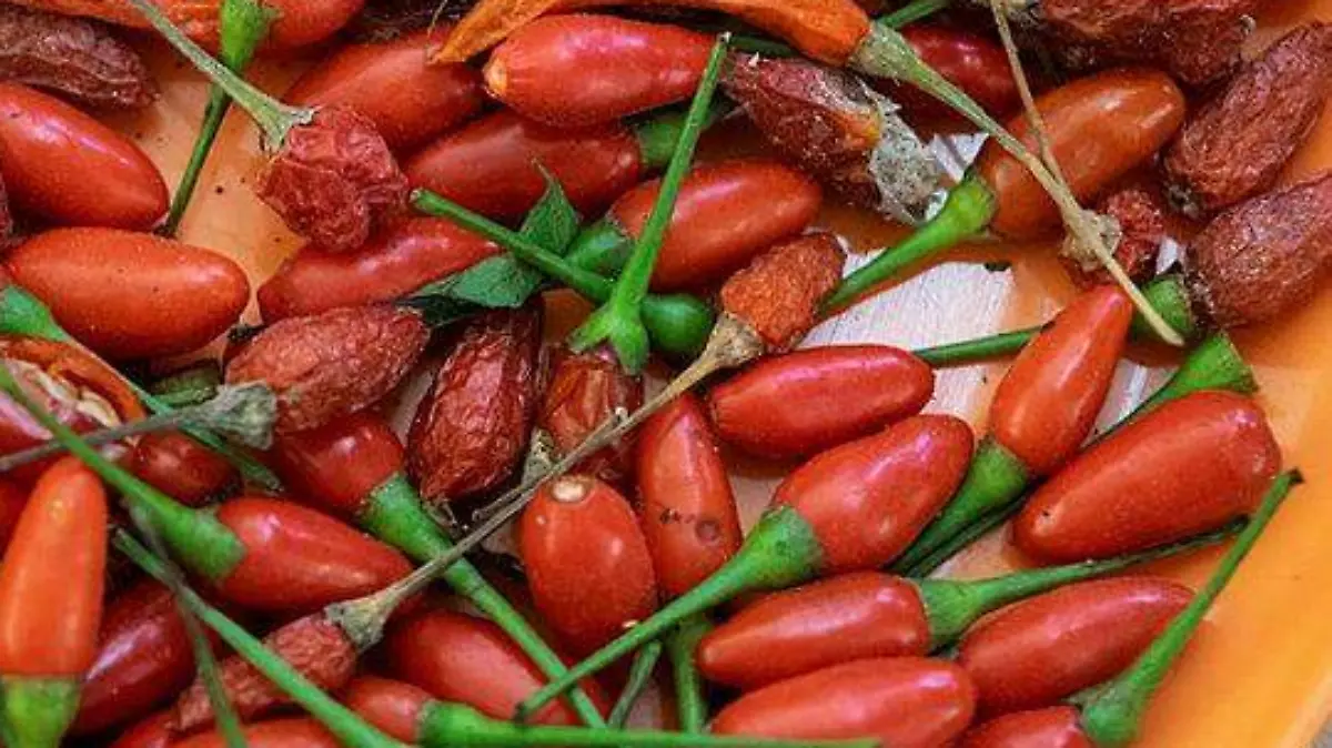 Capsicum