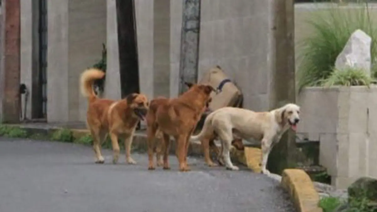 Aumentan casos miasis en perros 1