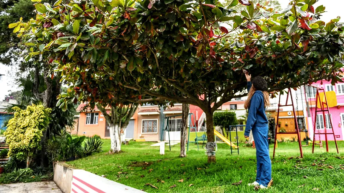 Oruga-cabeza-de-pollo-presente-en-las-hojas-de-las-plantas-y-árboles