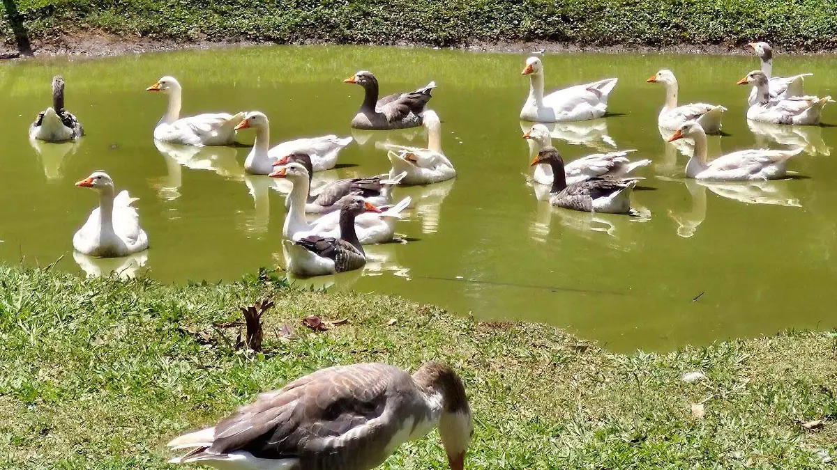 Patpos