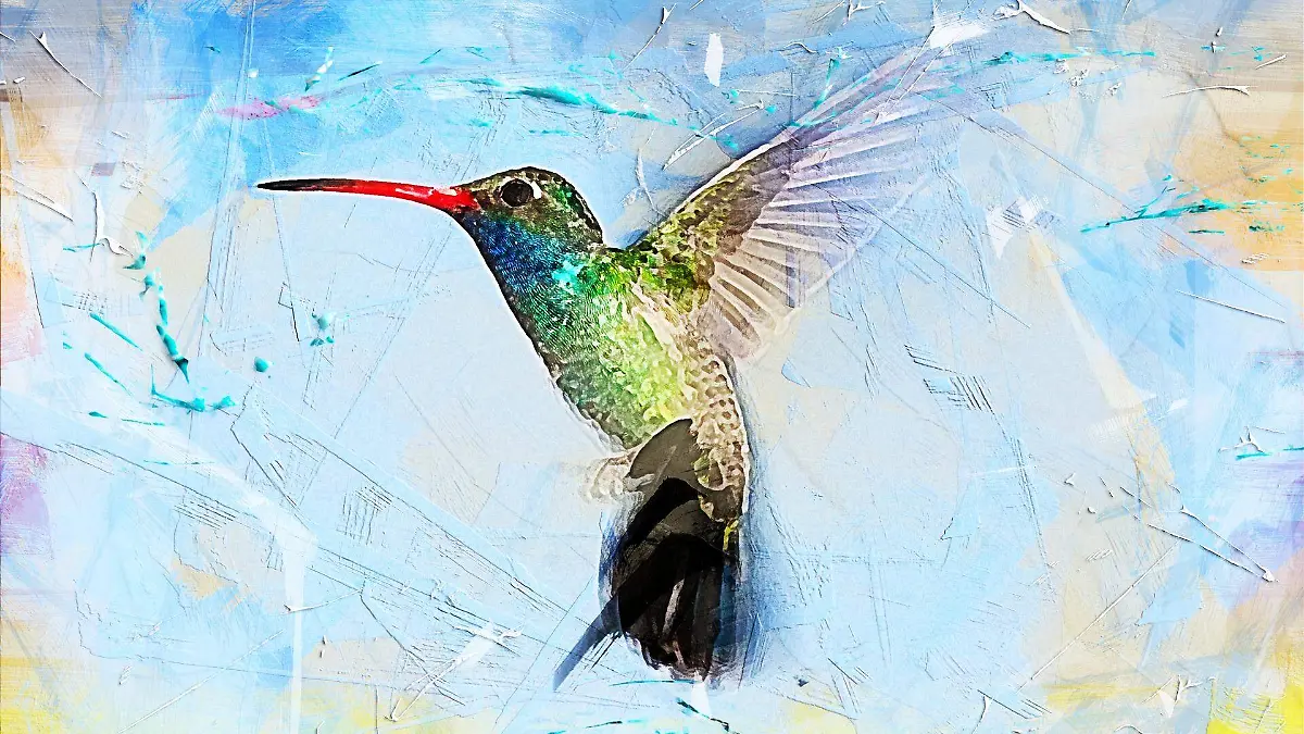 ractapopulous-bird-hummingbird-2506075_1920