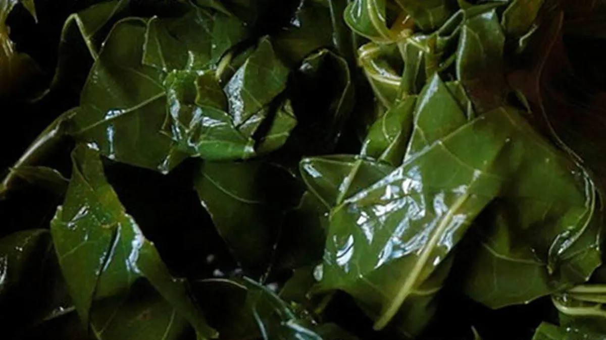 Chaya
