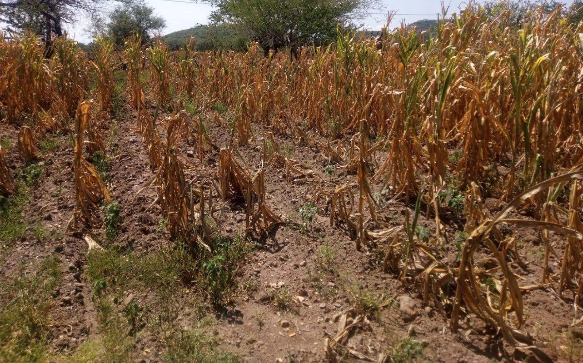 campo-axochiapan