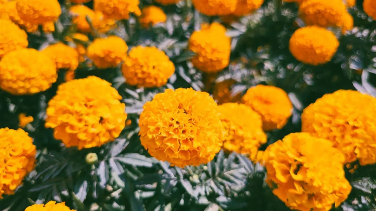 panteon-anenecuilco-emmanuel (2)