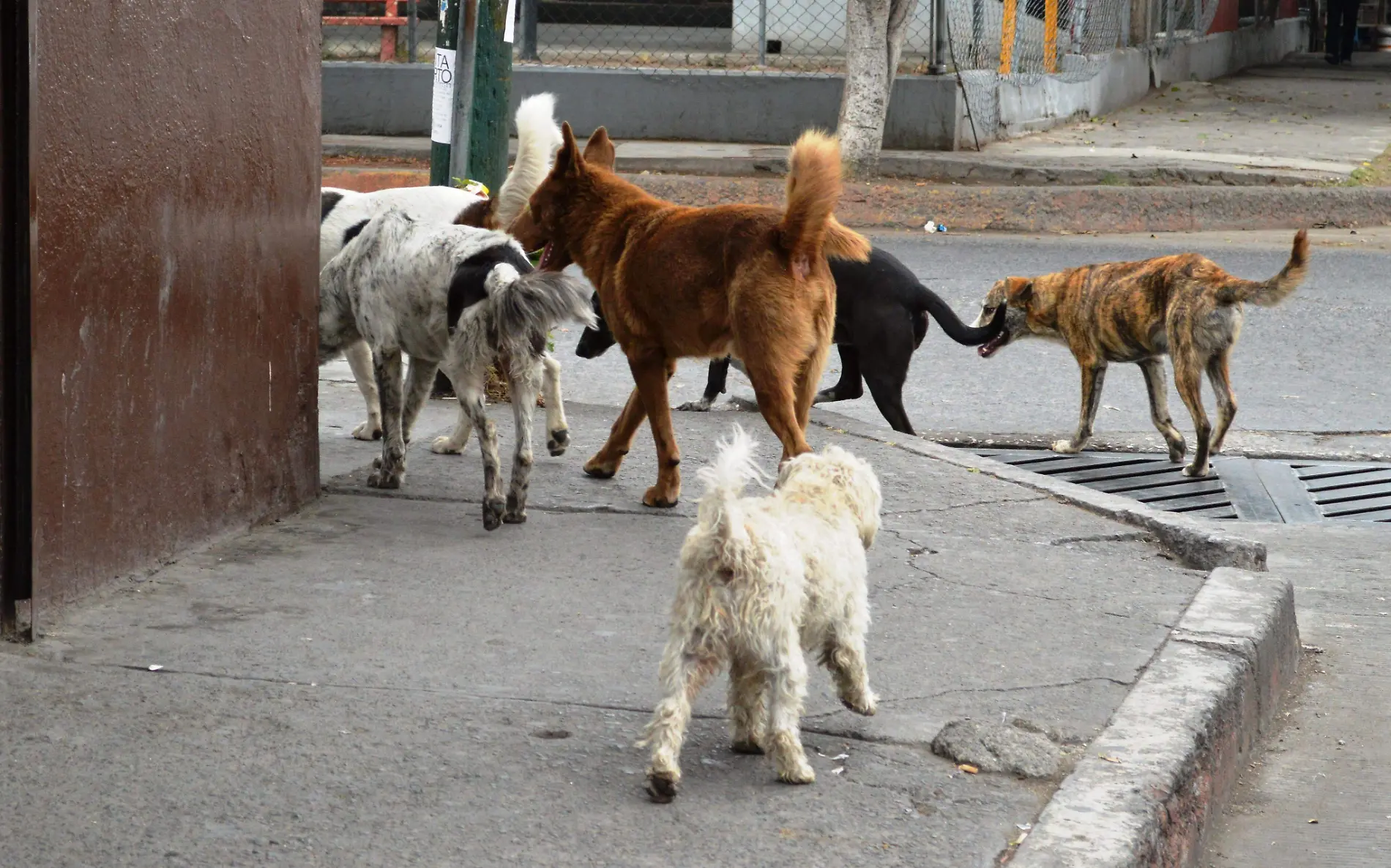 perritos-callejeros