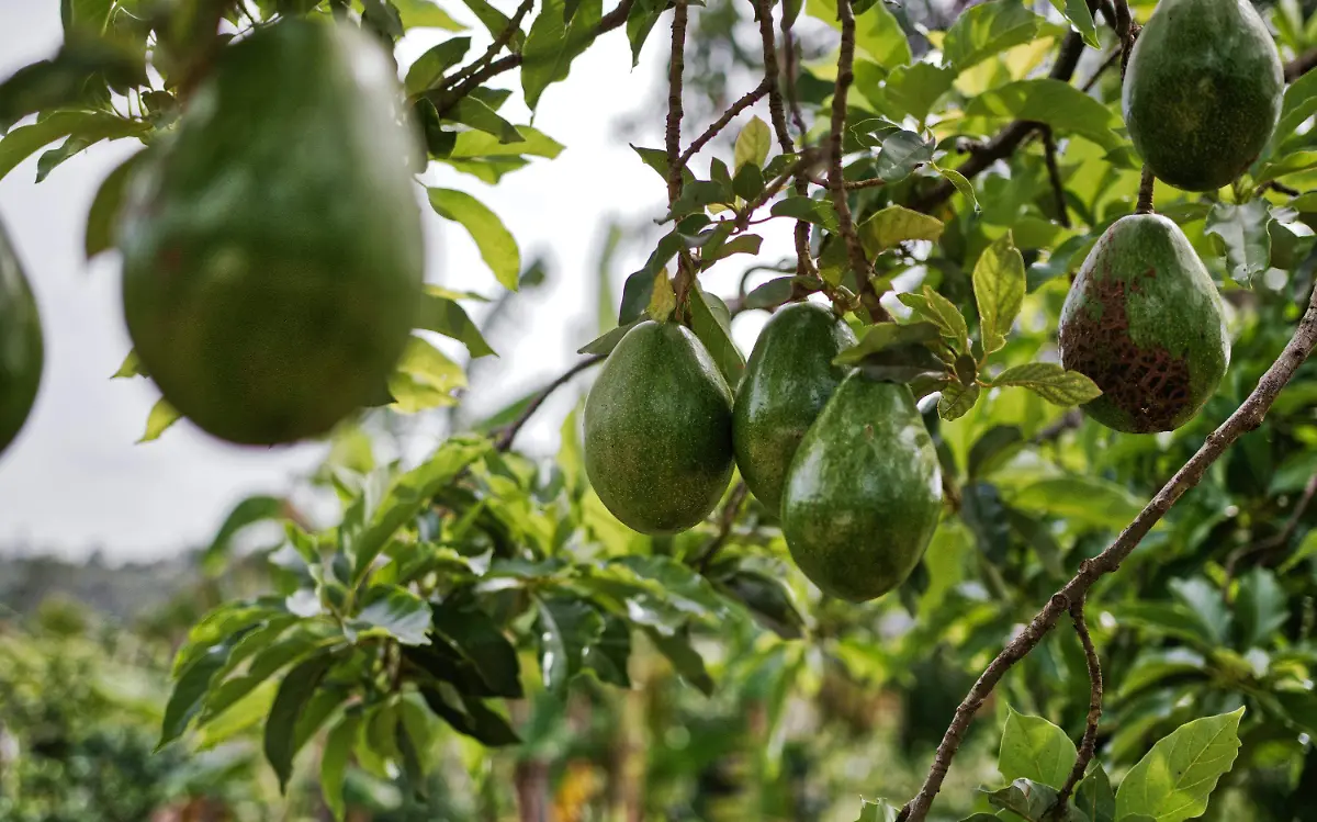 aguacate-incremento-pexels