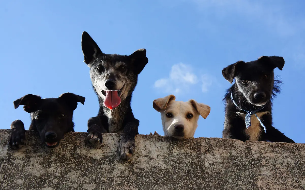 mascotas-fiscalía-ambiental