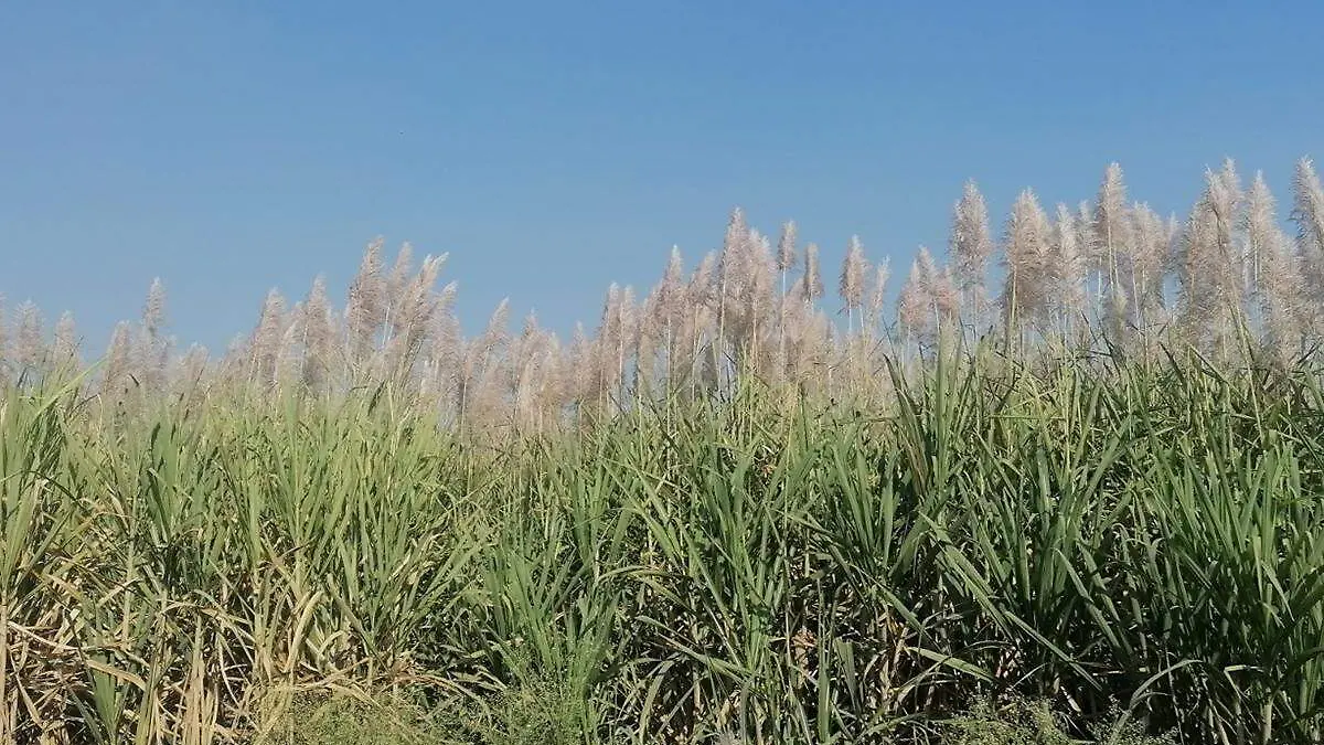 campos-caña-azucar-morelos-foto-ange-a