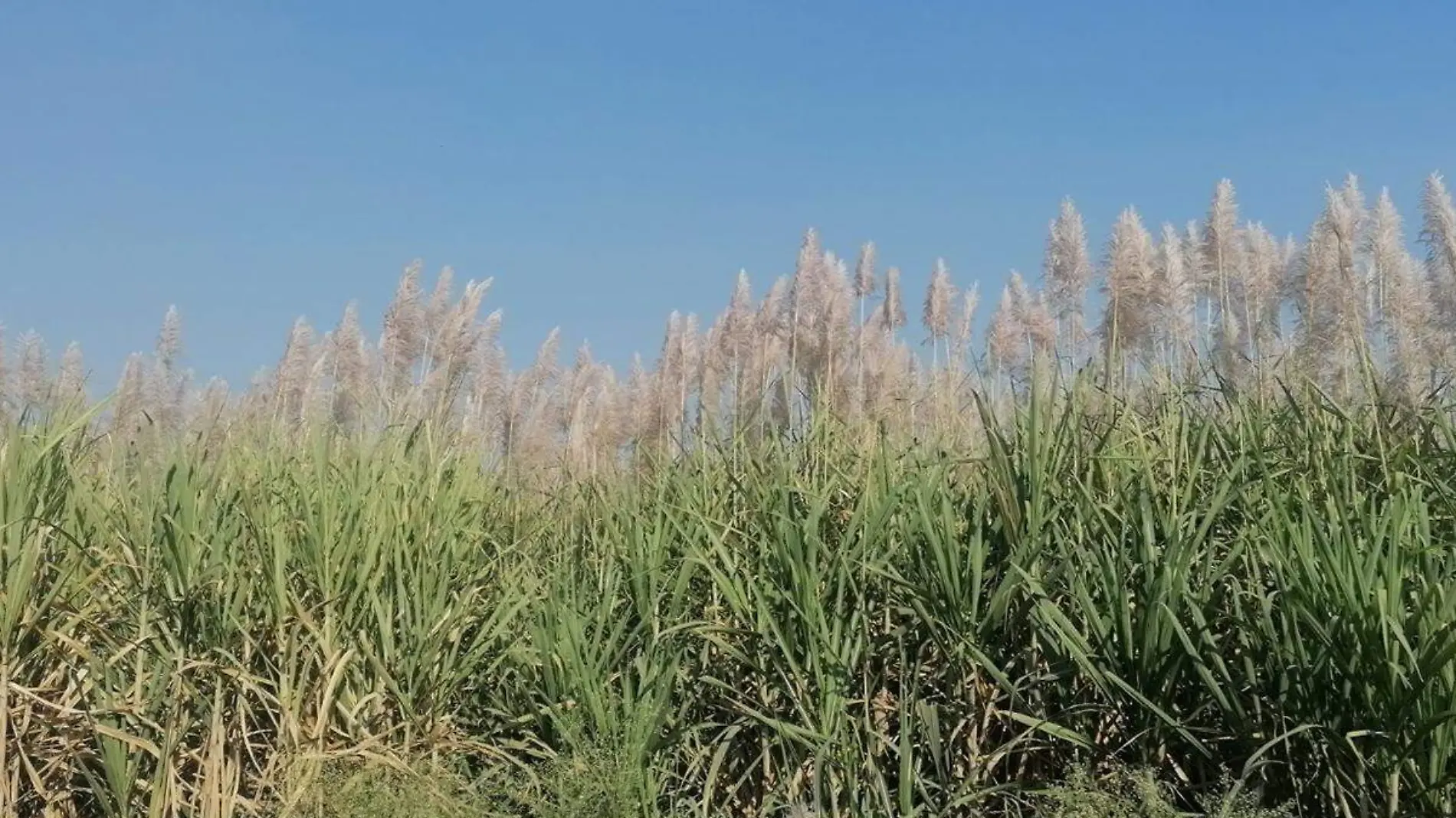 campos-caña-azucar-morelos-foto-ange-a