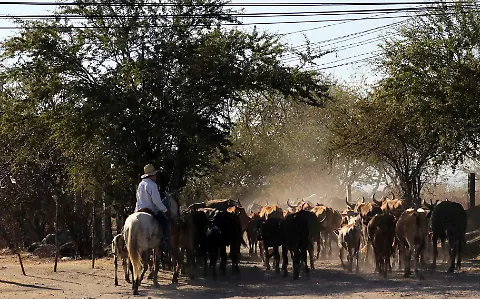 Ganaderos de Morelos prevén llegada de gusano barrenador - El Sol de Cuernavaca | Noticias Locales, Policiacas, sobre México, Morelos y el Mundo