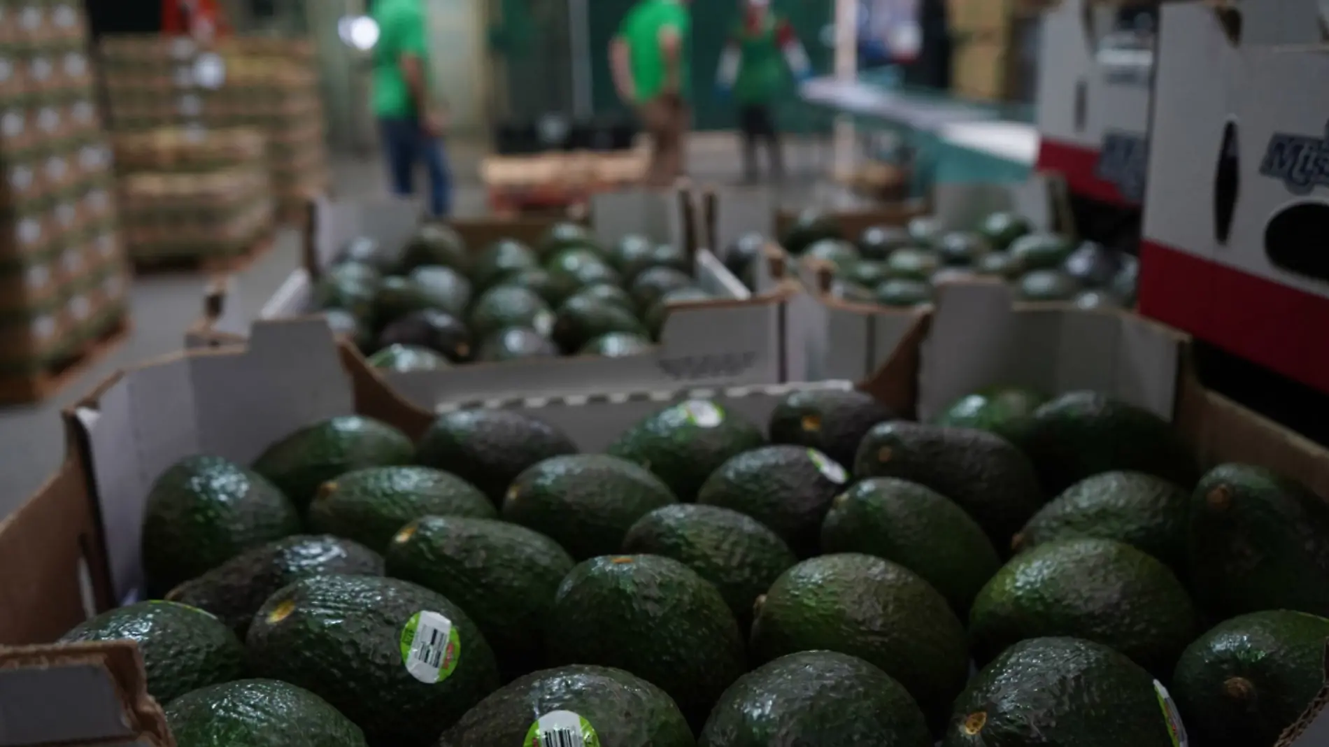 Aguacate-Michoacán-EU