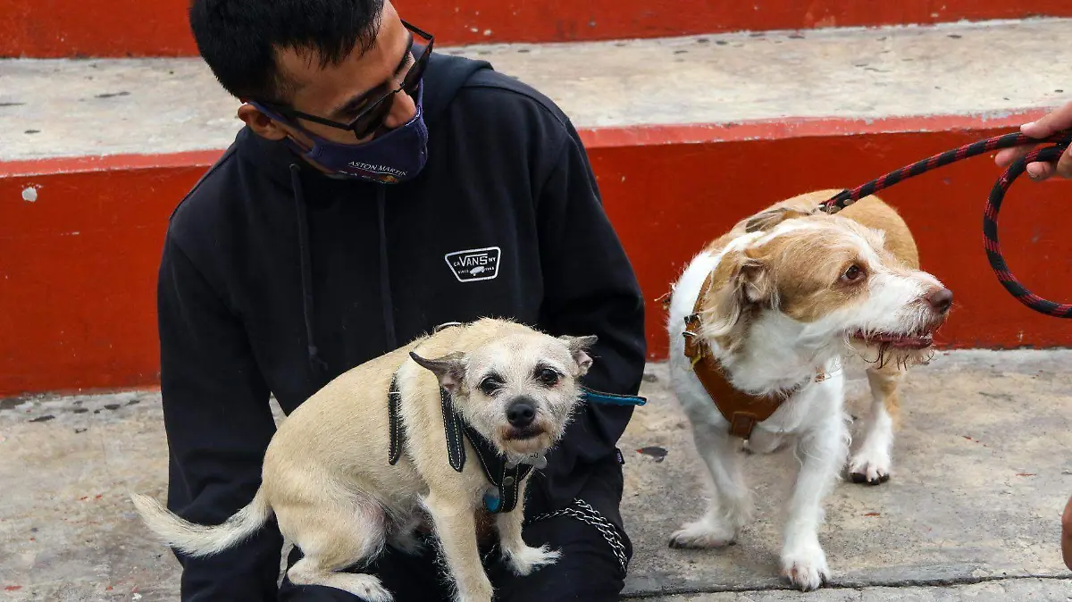 paseo-perritos-cuartoscuro