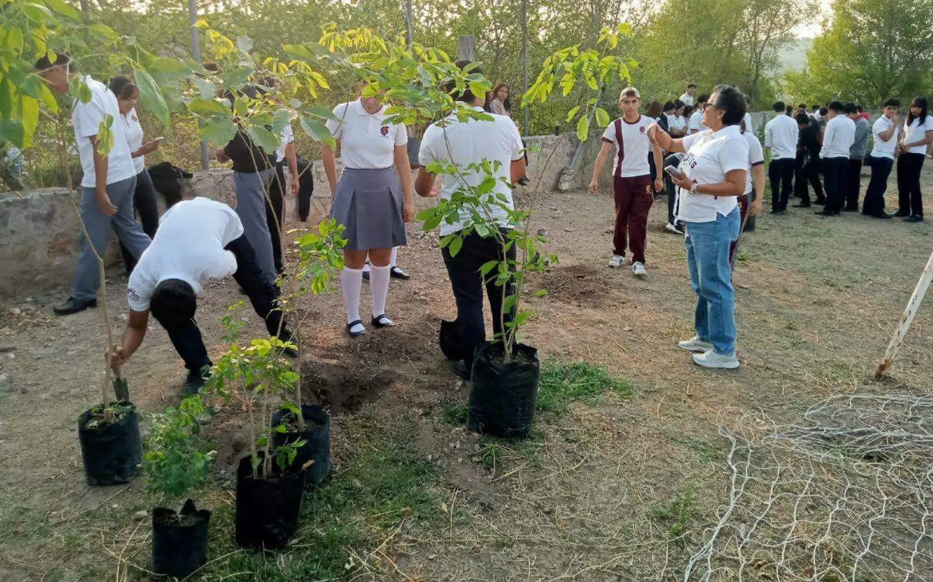 arborizacion-ayala