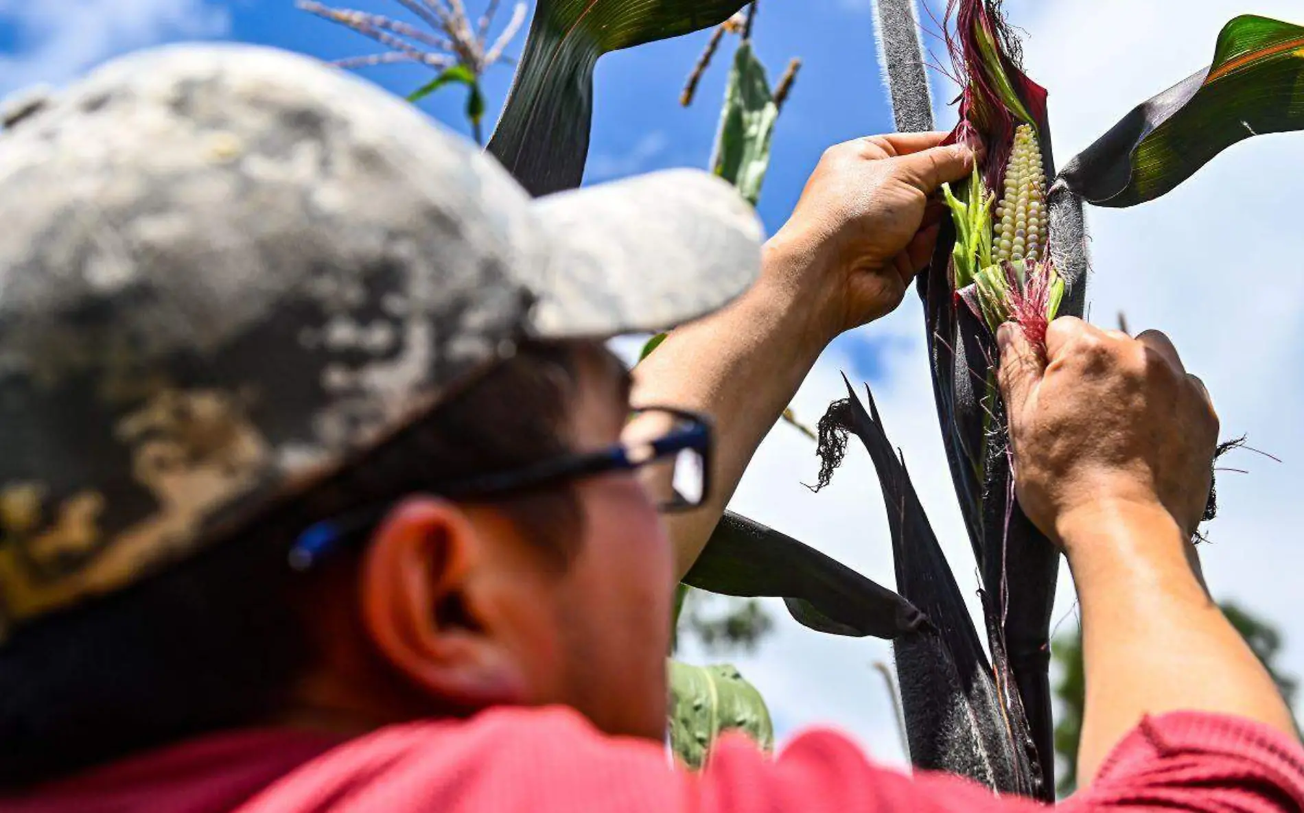 trabajadores-agricolas-morelos-cortesia