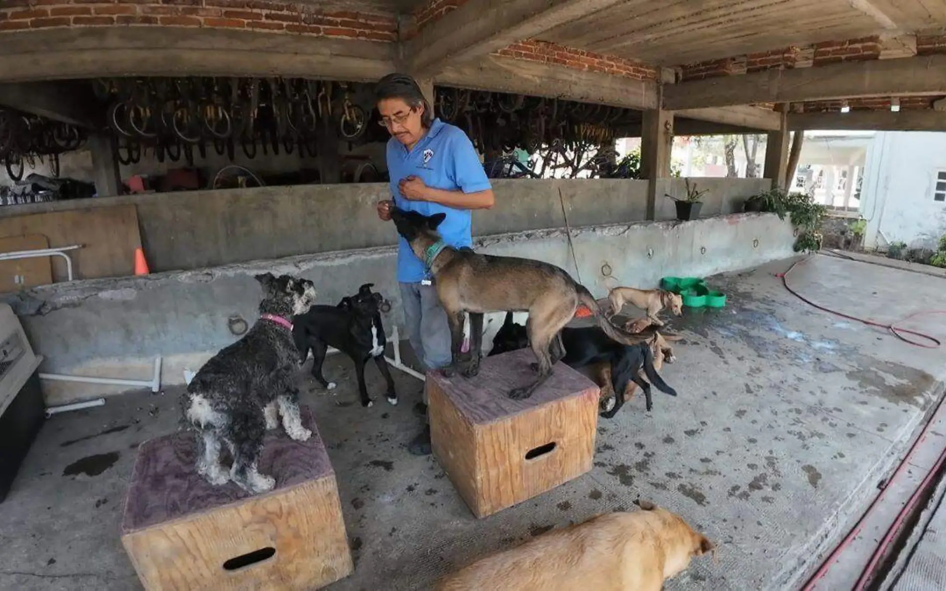 perros-cuidado-guardería