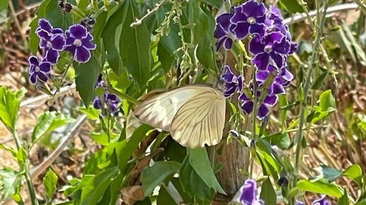 flores río (1)