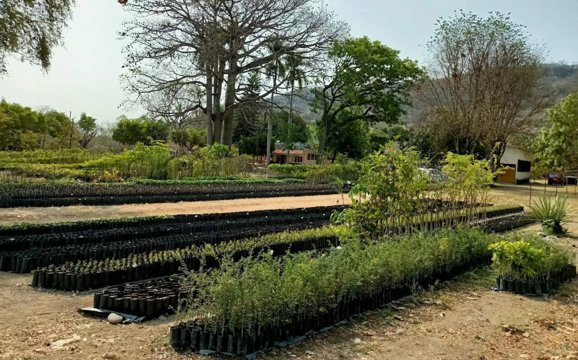 reforestación-cortesía-gobierno-del-estado