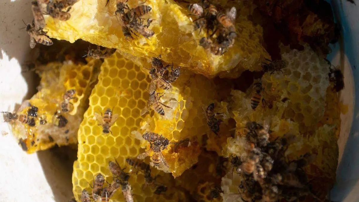 colmena-abejas-miel-graciela-lopez-herrera-cuartoscuro