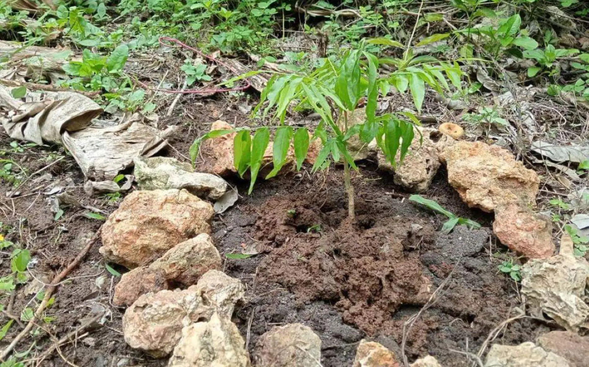 arbol-jaboncillo-laura-rivas