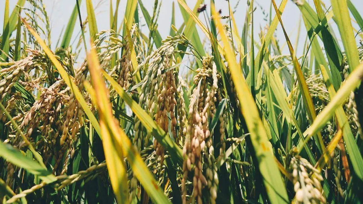 campo.agroecologia