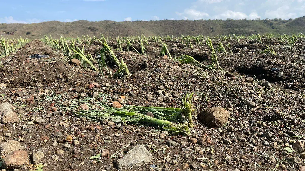 granizo-yecapixtla(2)