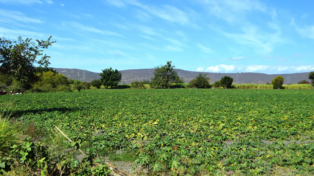 seguro-campo-gude