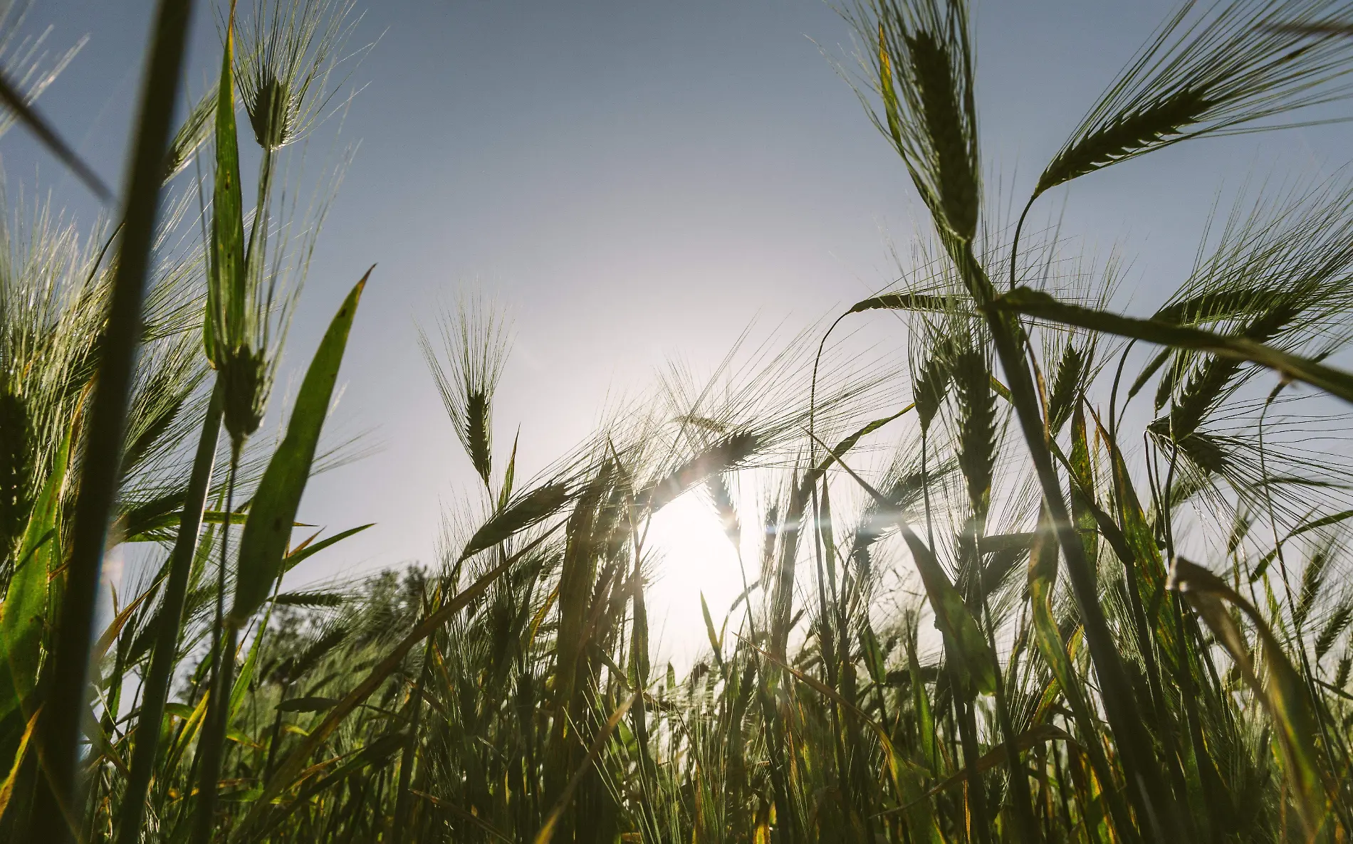 productores-arroz-cuautla