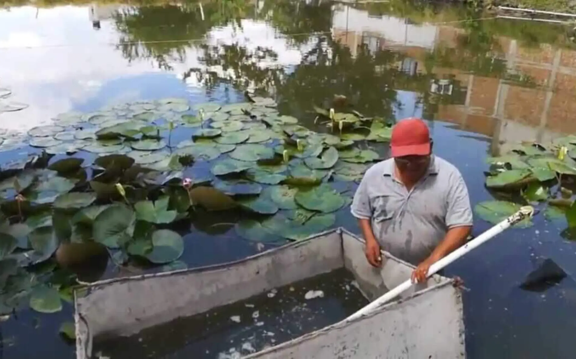 produccion-mojarras