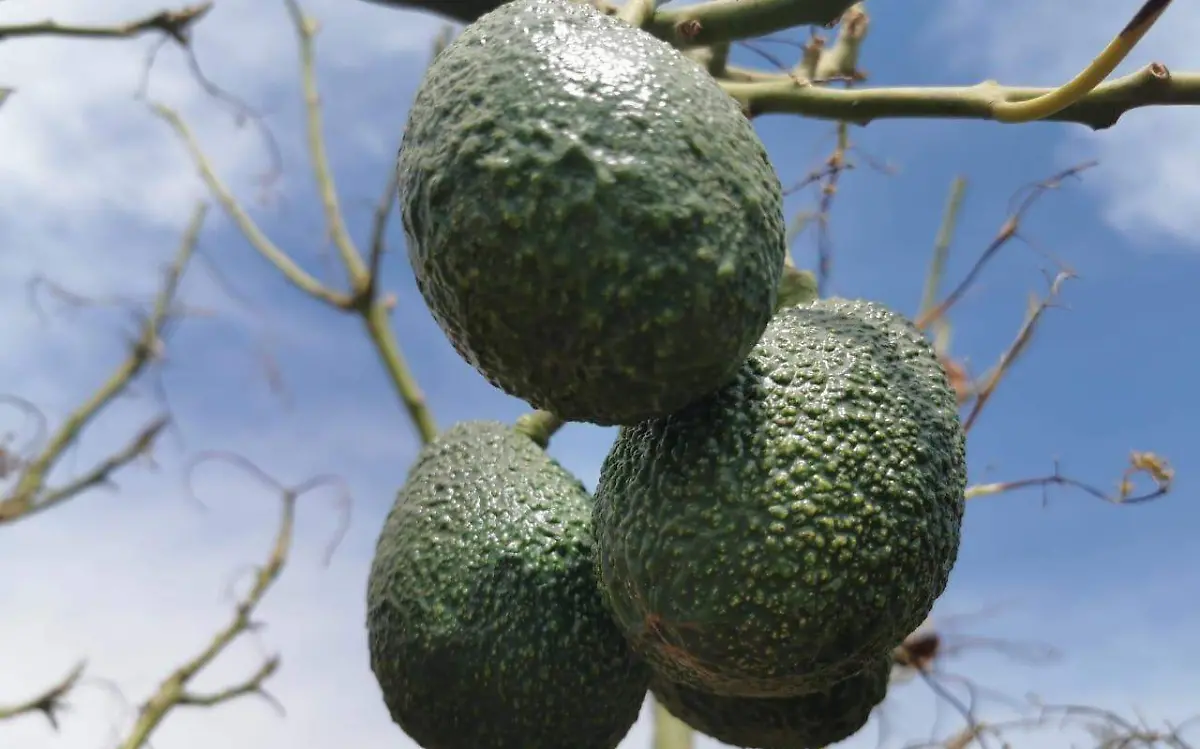 producción-aguacate-rosaura
