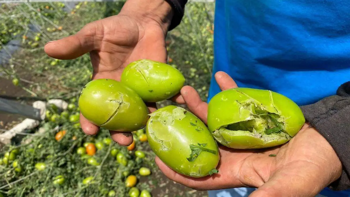 pérdidas-por-granizo (1)