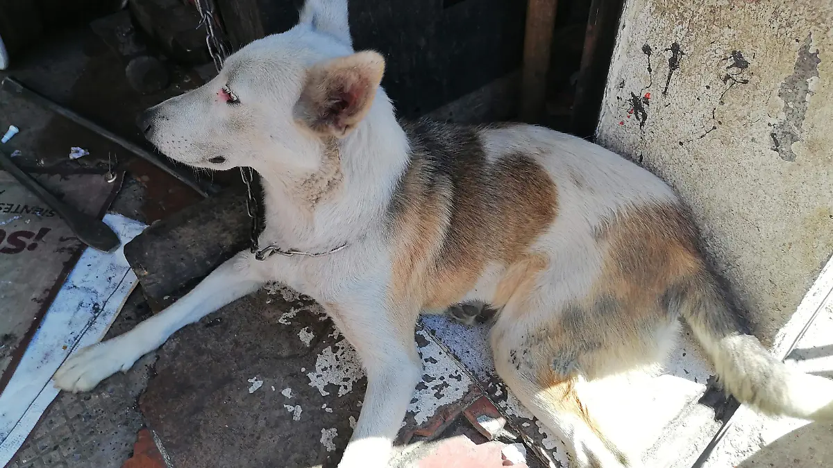 perro-maltrato-animal-cuautla