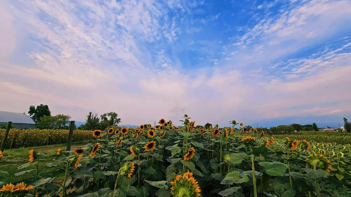 cultivo-girasoles-emmanuel