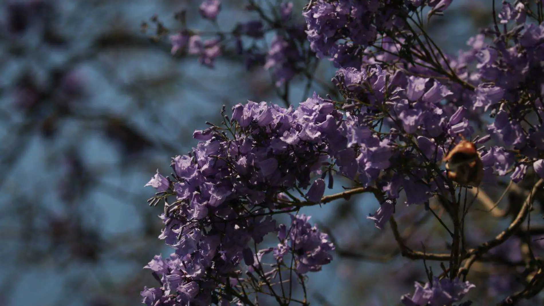 jacaranda-cuartoscuro