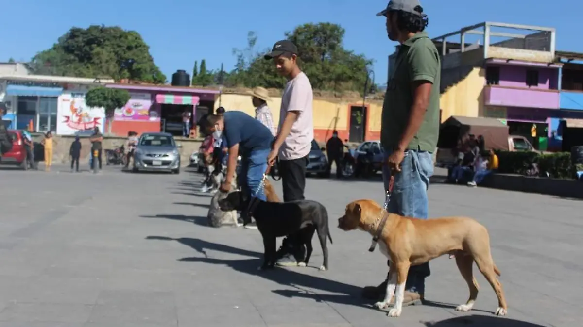 entrenamiento-perritos (2)